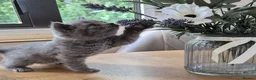British Shorthair cats for sale: Pure British Shorthair kittens - Advert 6