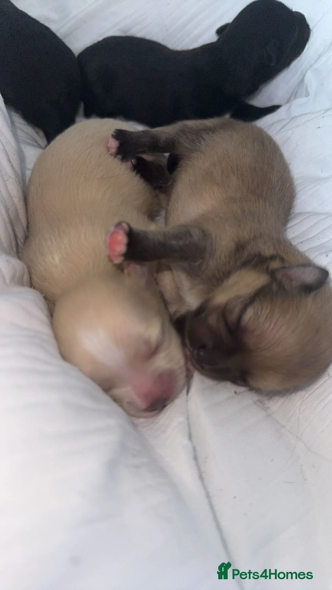 Pomchi dogs for sale: 🎀Pomchi puppies🎀 - Advert 2