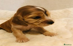 Cocker Spaniel dogs for sale: Show Type Health Tested, KC Reg puppies  - Image 13