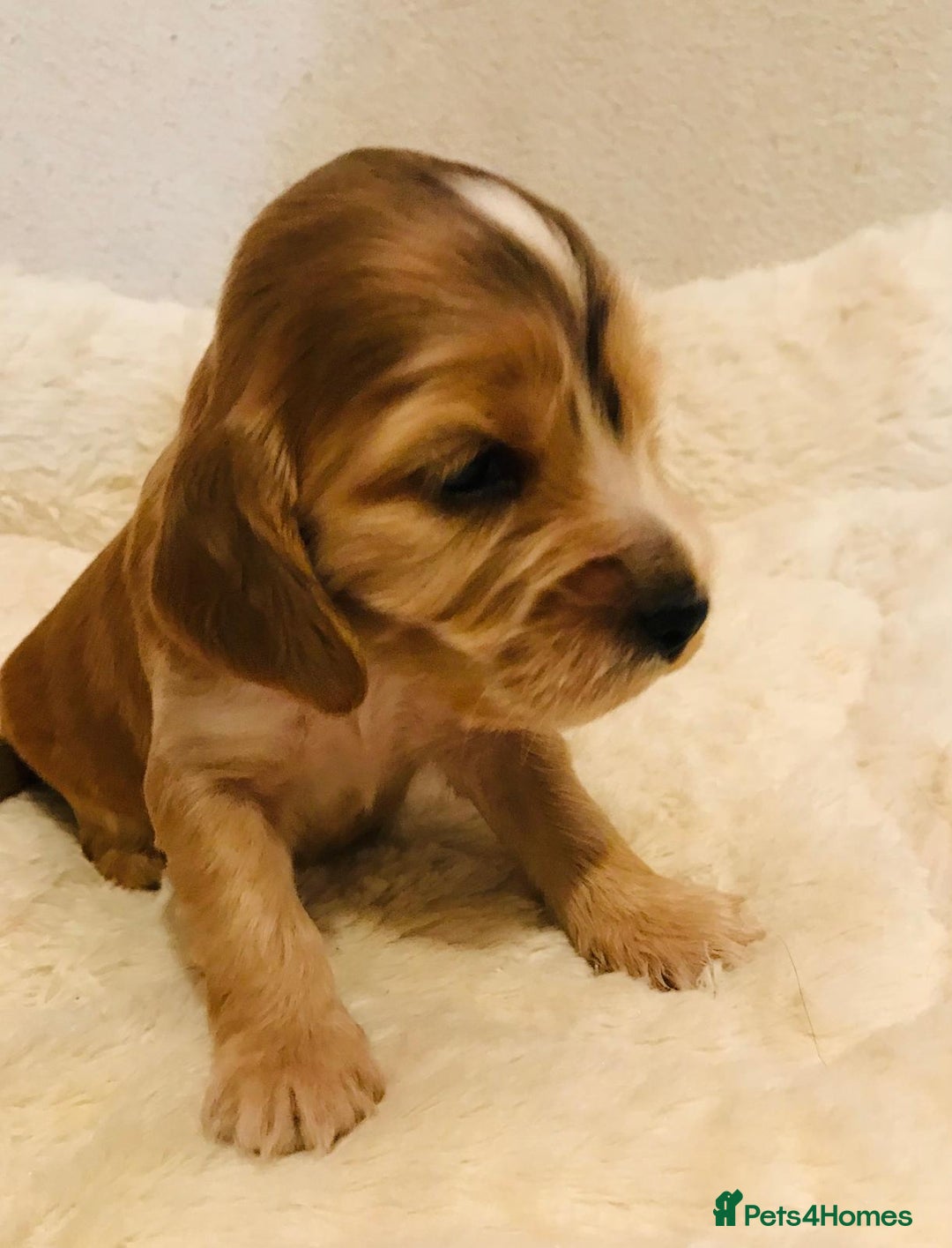 Cocker Spaniel dogs for sale: Show Type Health Tested, KC Reg puppies  - Image 13
