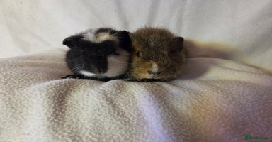 Guinea Pig rodents - Advert 7