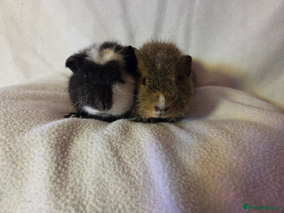 Guinea Pig rodents for sale: Pure breed Teddy Boys  - Image 3
