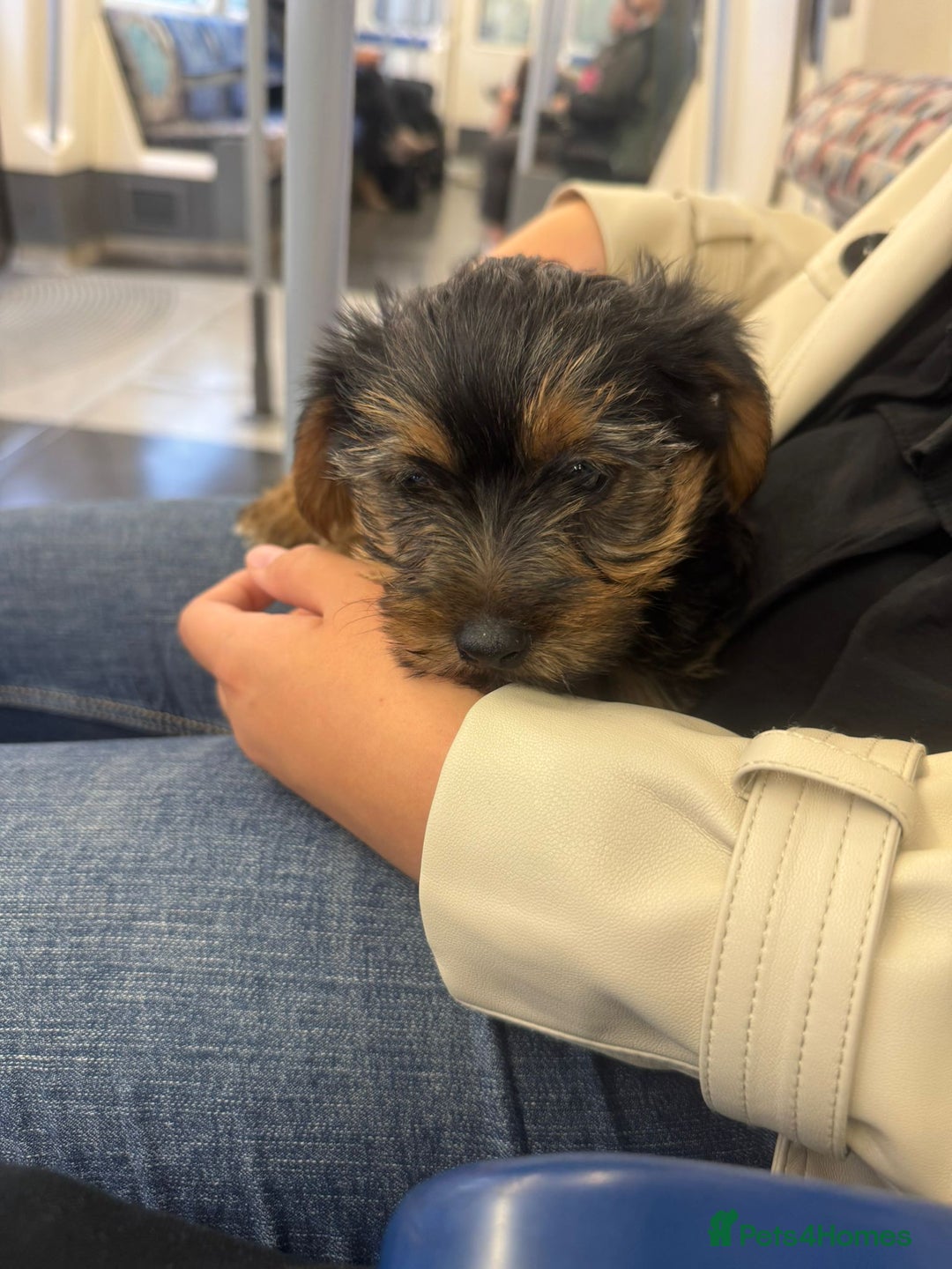 Yorkshire Terrier dogs for sale: 🩵💙yorkshire terrier boy for sale !!!! - Image 5
