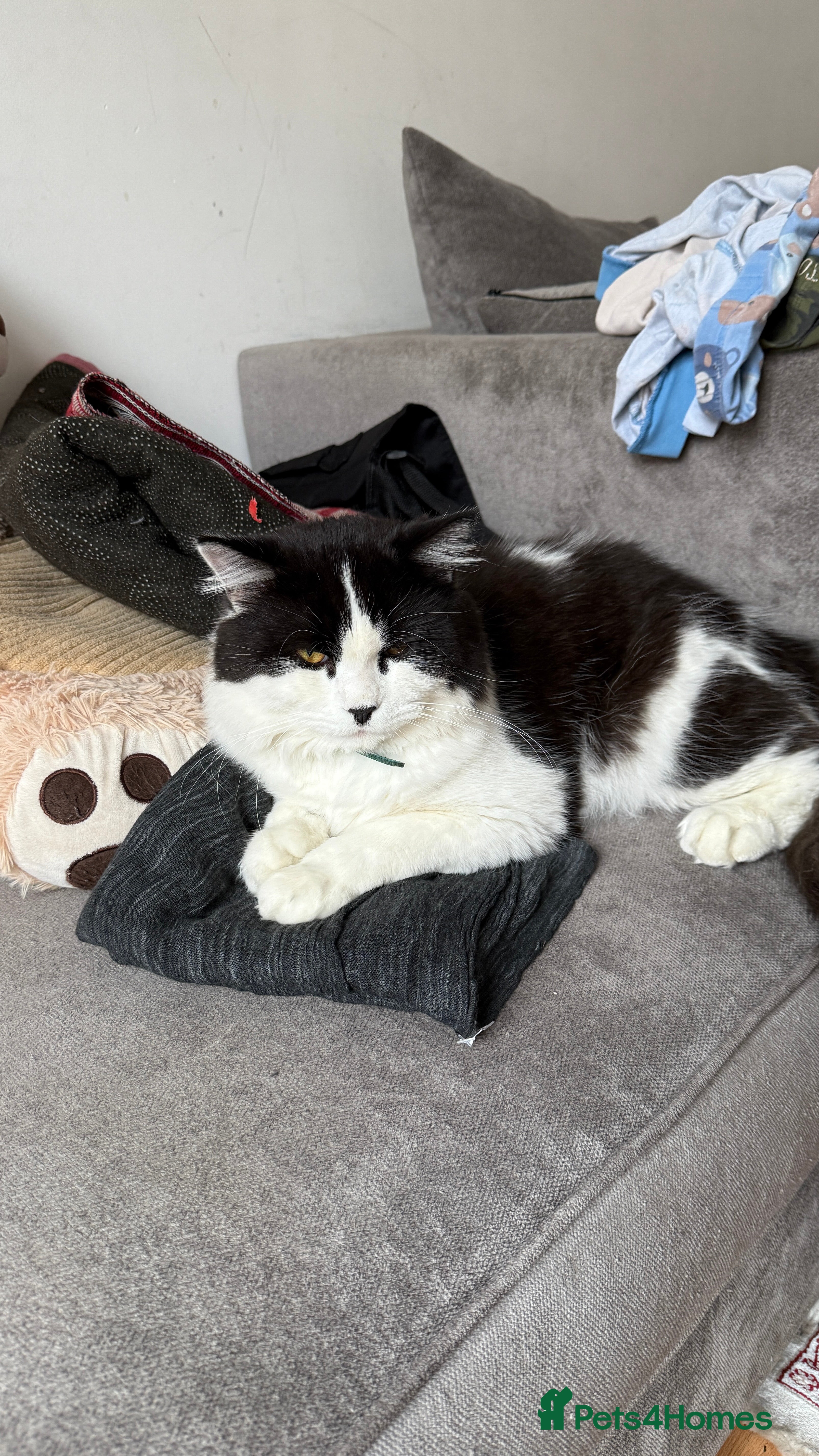 British Shorthair cats UNAVAILABLE  - Advert 13