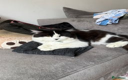 British Shorthair cats for sale: Male british short hair mixed breed 1 yrs old - Image 1