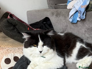 British Shorthair cats for sale - Advert 1