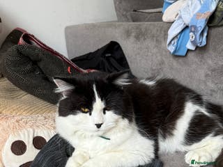 British Shorthair cats UNAVAILABLE - Advert 18