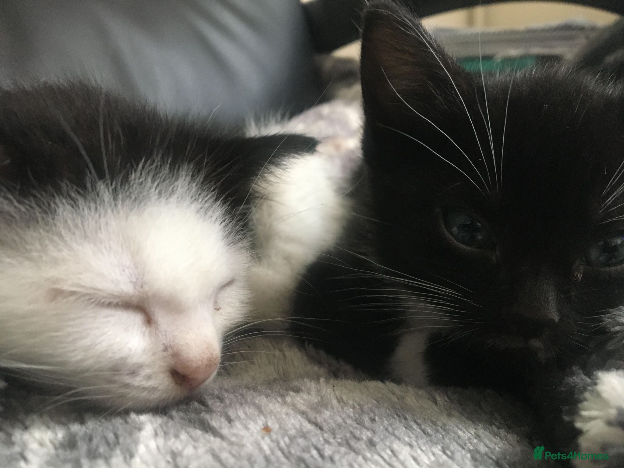 American Shorthair cats KITTEN’S KITTENS — CALEB & TIRZAH - Advert 9