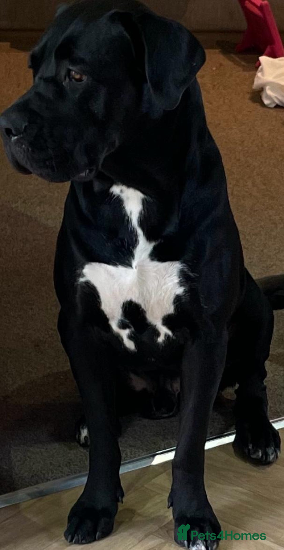 Mixed Breed dogs for sale: BLUE NEAPOLITAN MASTIFF × CANE CORSO - Advert 8