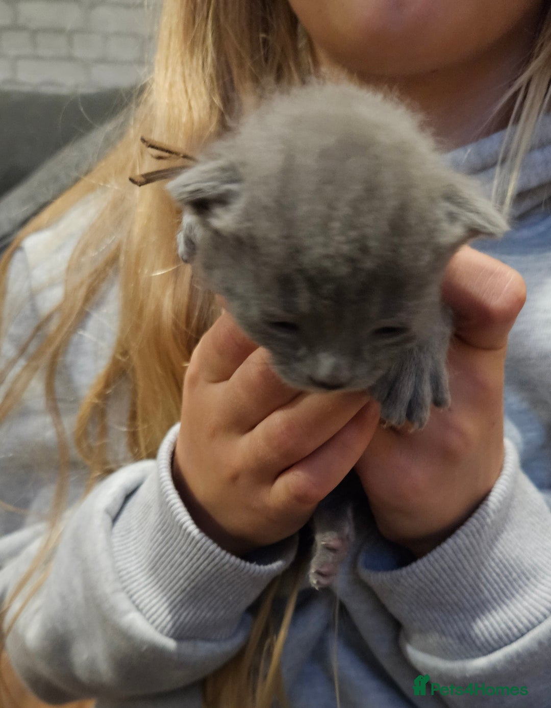 Russian Blue cats for sale: 🐾 Russian Blue Kittens 🐾 - Image 6