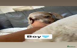 Miniature Dachshund dogs for sale: Miniature dachshund - Image 4