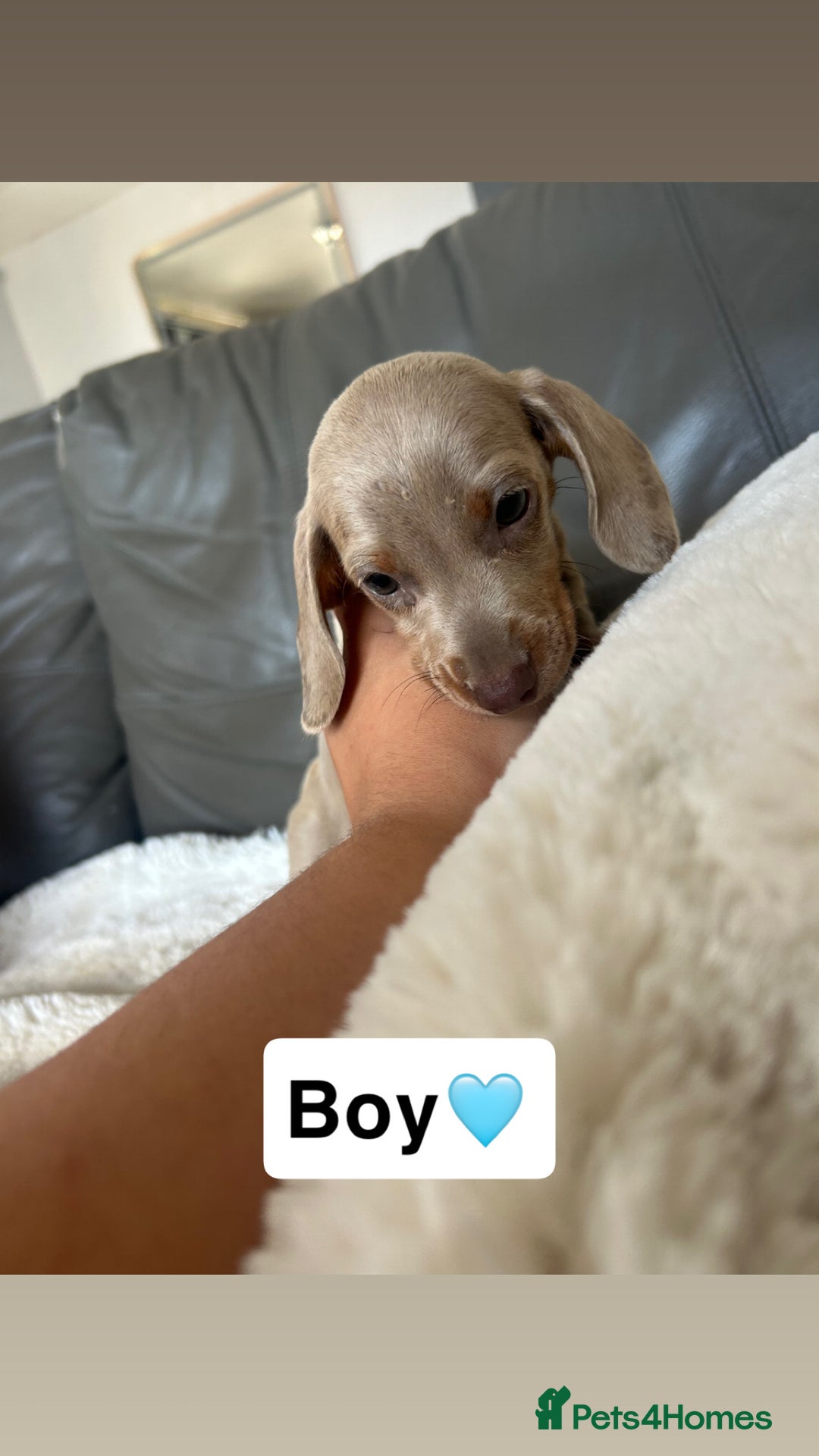 Miniature Dachshund dogs for sale: Miniature dachshund - Image 4
