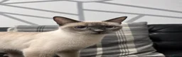 Siamese cats for sale: Siamese cat - Advert 6