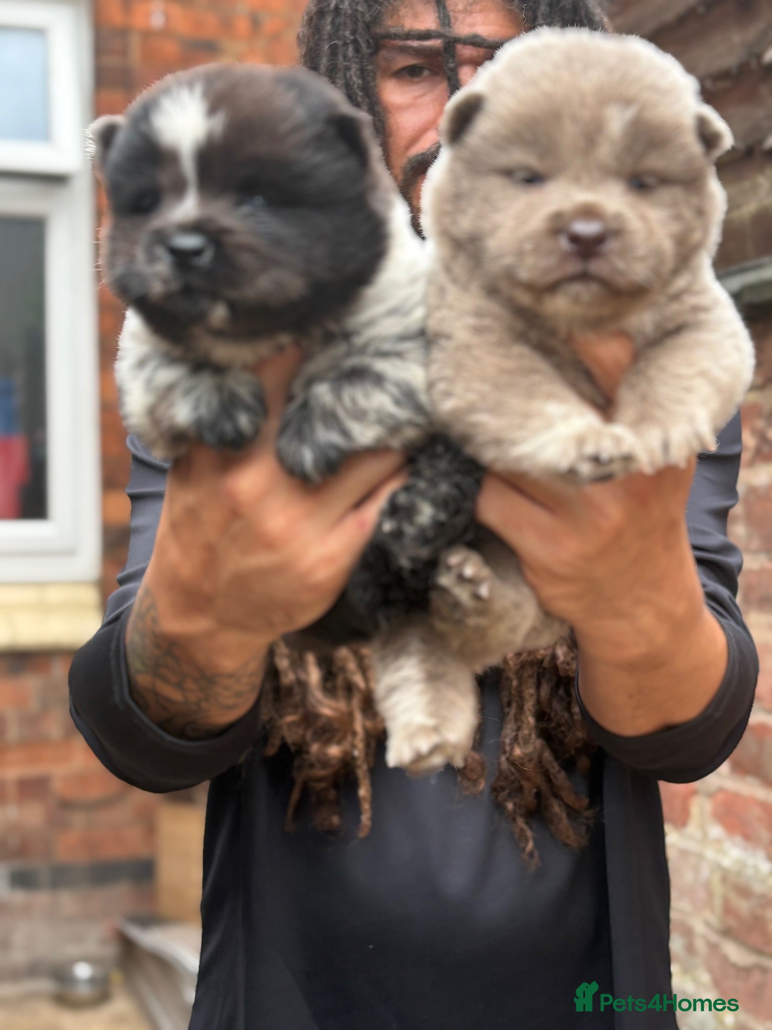 Chow Chow dogs Beautiful chow chow puppies ready now  - Advert 10