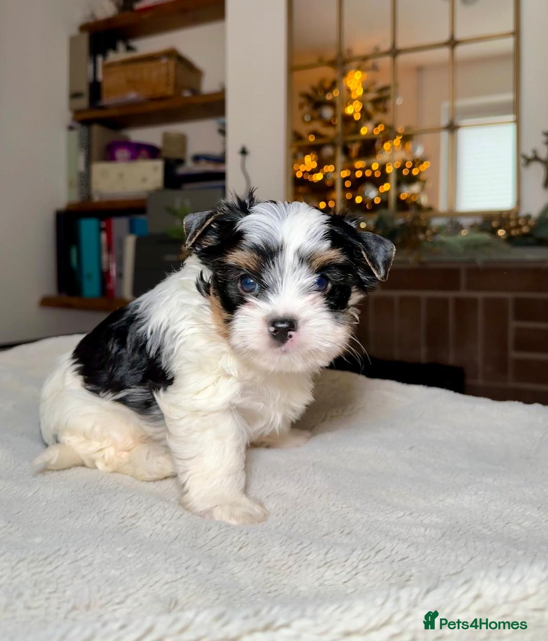 Biewer Terrier dogs for sale: Biewer Yorkie Boys | Pedigree | Licensed - Advert 9