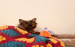 Mixed Breed cats for adoption: Beautiful grumpy-face Elba is a lovebug  - Image 15