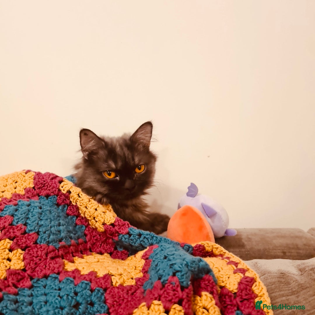 Mixed Breed cats for adoption: Beautiful grumpy-face Elba is a lovebug  - Image 15