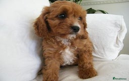 Cavapoo dogs for sale: Red F1 cavapoos Suoerb with full DNA tests - Image 15