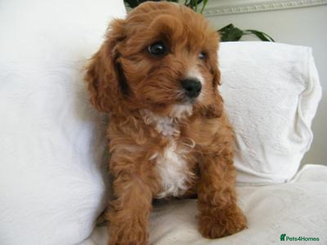 Cavapoo dogs for sale: Red F1 cavapoos Suoerb with full DNA tests - Image 15