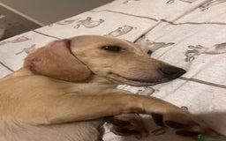 Miniature Dachshund dogs for sale: ⭐️⭐⭐️⭐️⭐️Last Two Rare Clear Smooth Cream Boys - Advert 6