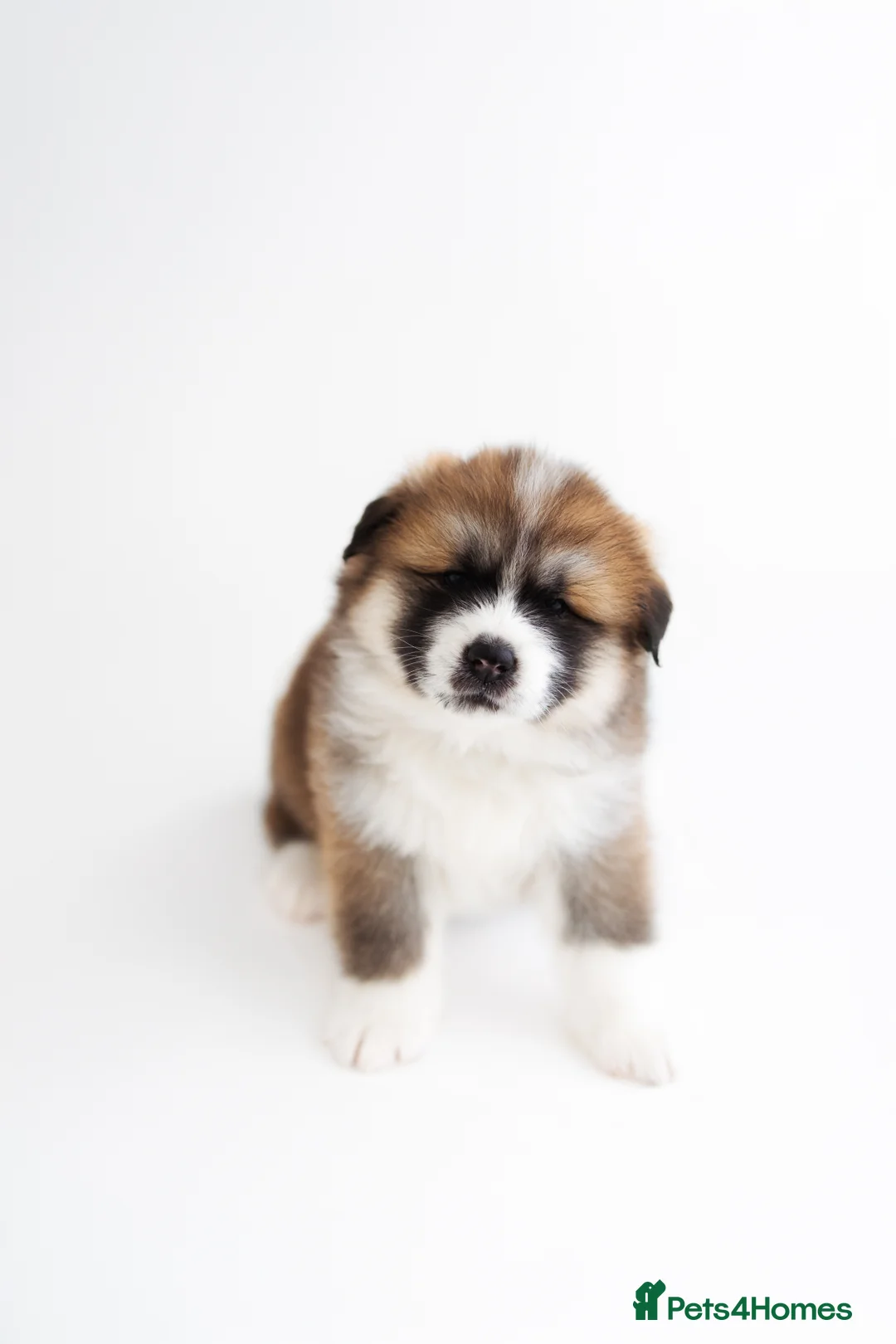 Japanese Akita Inu dogs for sale:  Japanese Akita Inu Puppies – Red Fawn - Advert 11