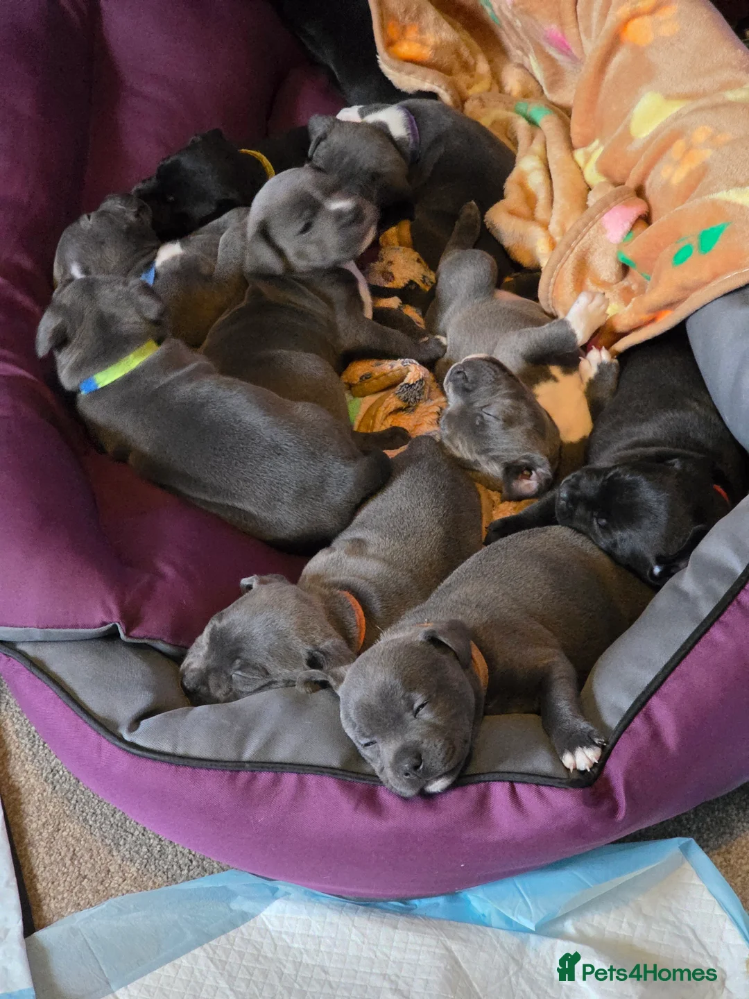 Staffordshire Bull Terrier dogs for sale: Staffordshire bull terrier blues  - Advert 38