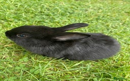 Rex rabbits for sale: 3 adorable bunnies for sale  - Image 3