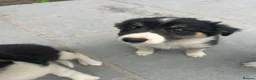 Mixed Breed dogs for sale: 🐾 Six Beautiful Welsh Border Collies 🐾 - Advert 22