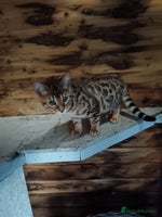 Bengal cats - Advert 16