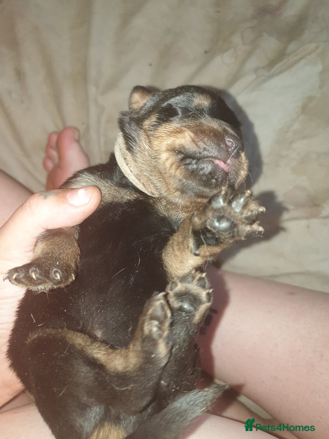 Rottweiler dogs for sale: Chunky big boned rottweilers  - Image 11