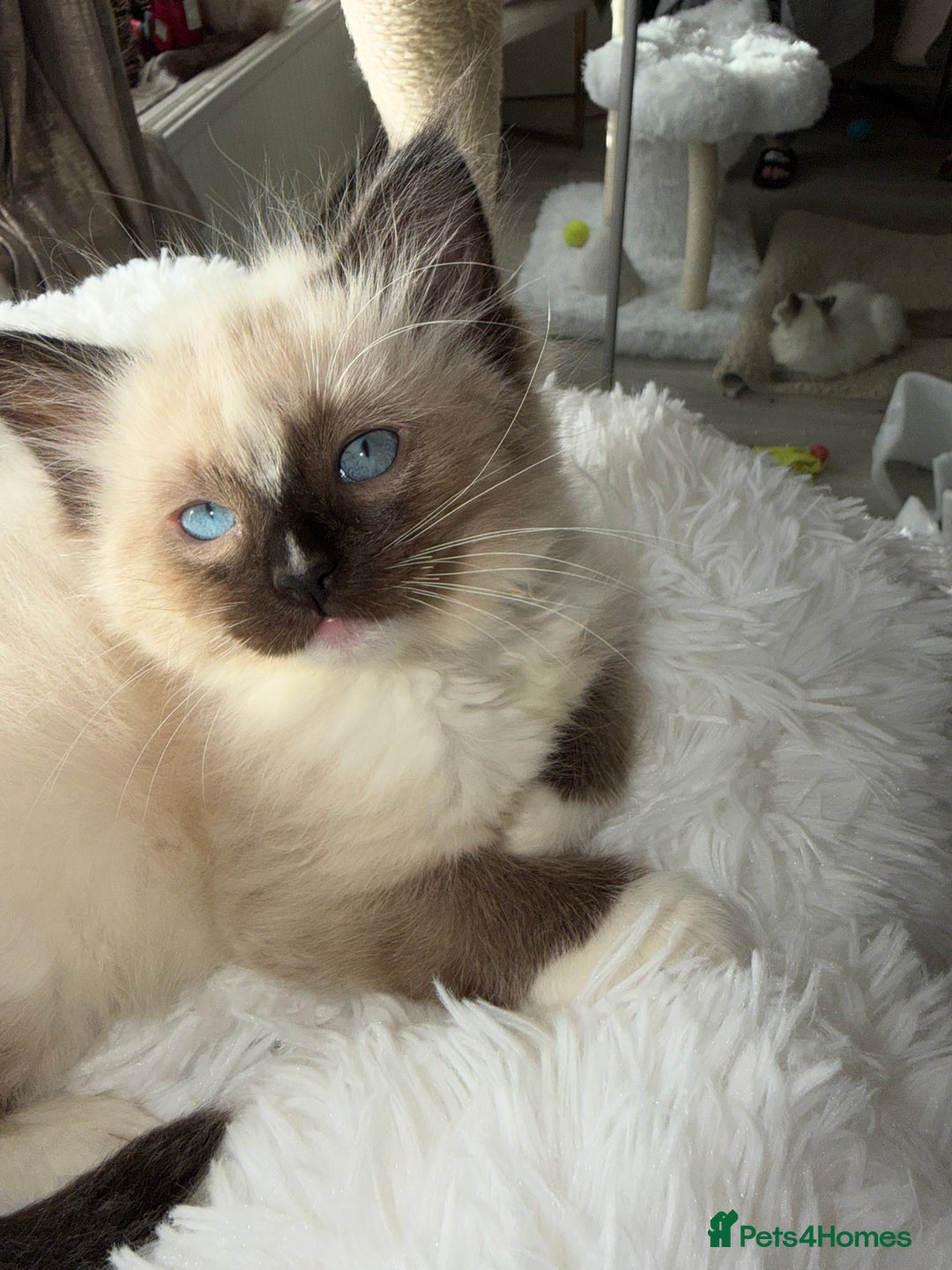 Ragdoll cats for sale: pure ragdoll - Advert 4
