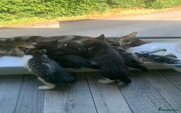 Domestic Shorthair cats for sale: 2 girls one boy!  - Image 1