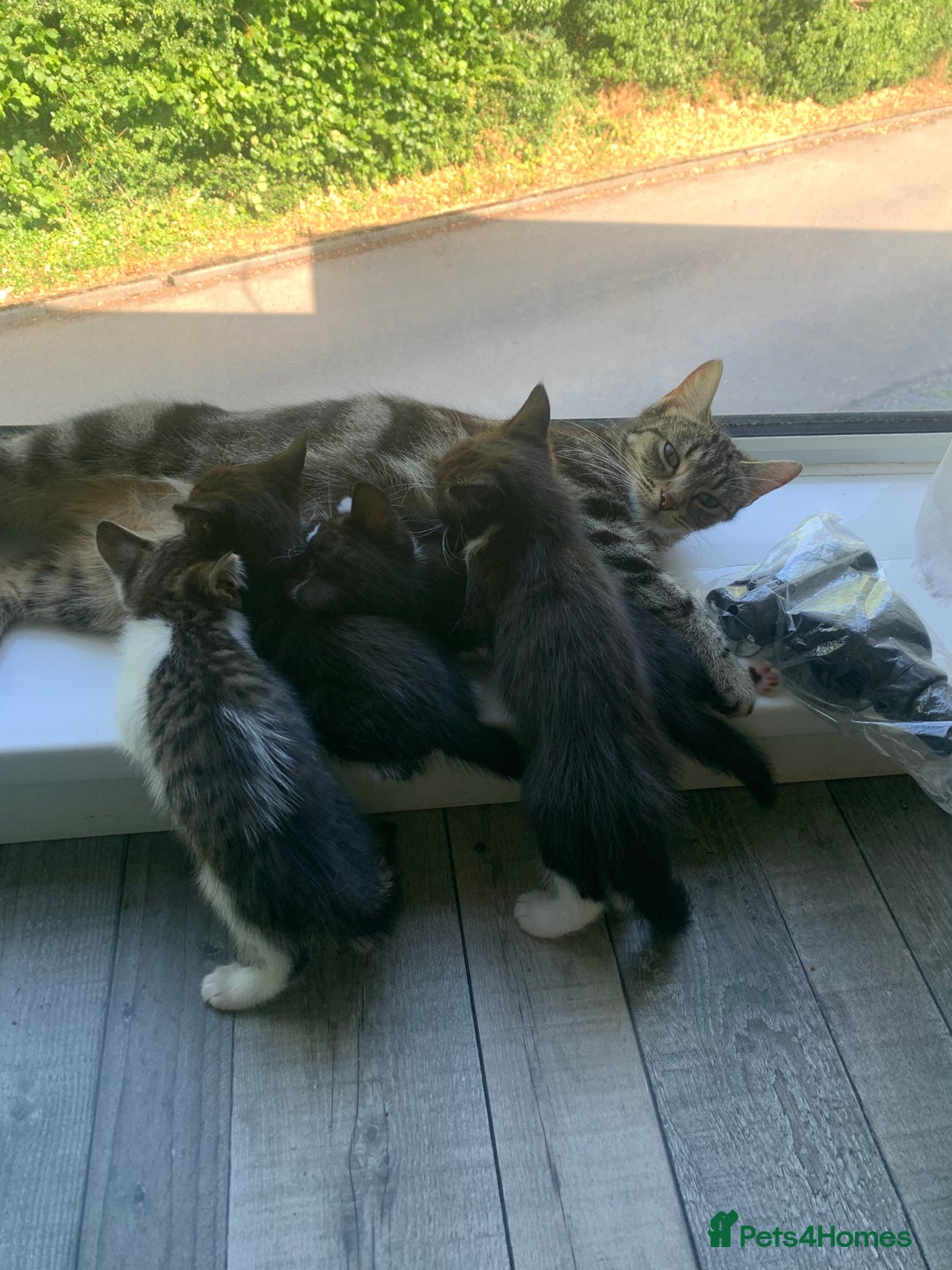 Domestic Shorthair cats for sale: 2 girls one boy!  - Image 1