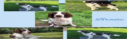 English Springer Spaniel dogs for sale: KC Show Line ESS puppies (1 B&W Boy Available) - Advert 3