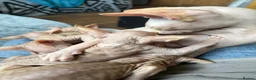 Sphynx cats for sale: Canadian sphynx ready to leave now  - Advert 27