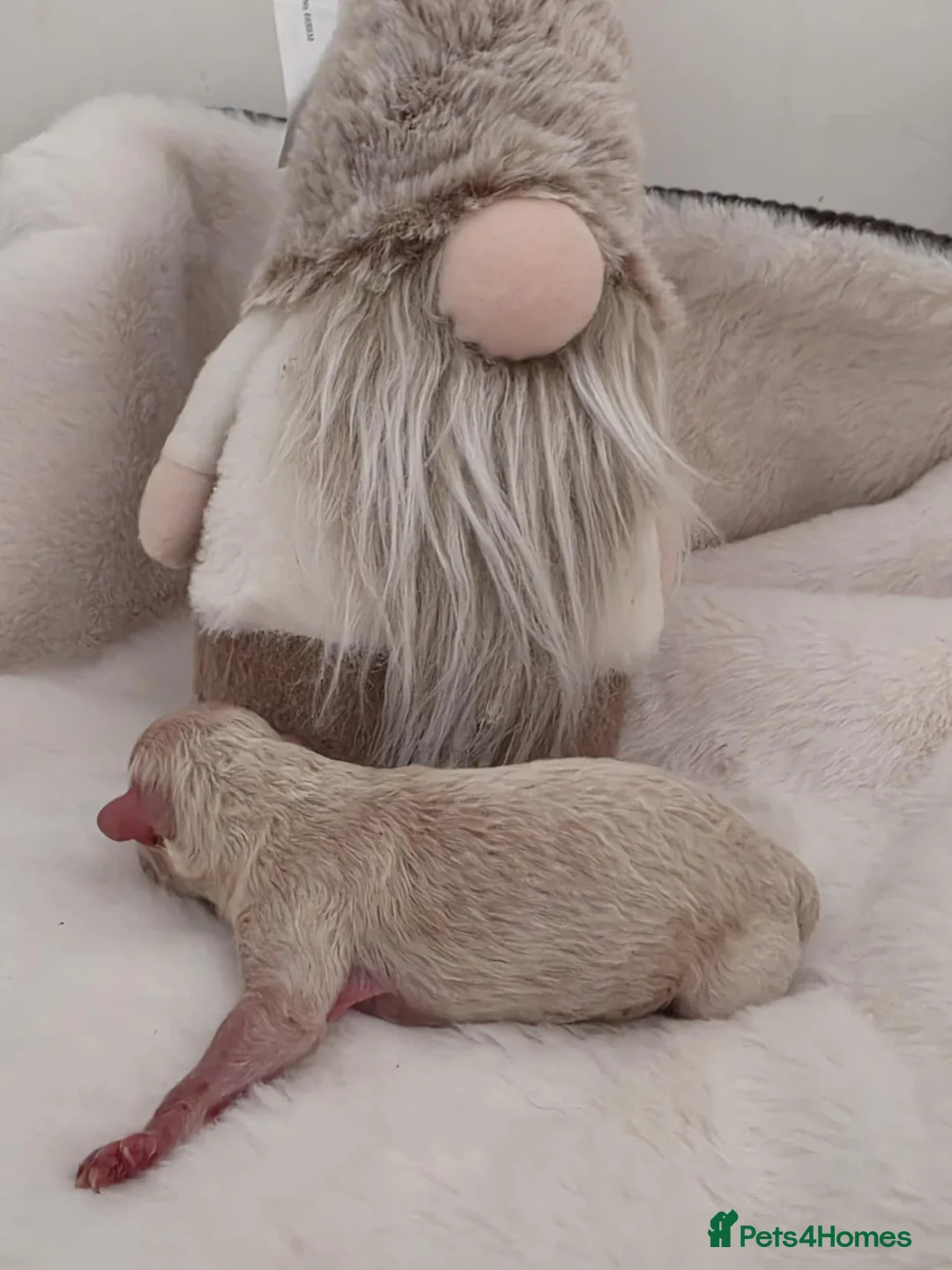 Maltipoo dogs for sale: Stunning✨rare Maltipoos  - Advert 4