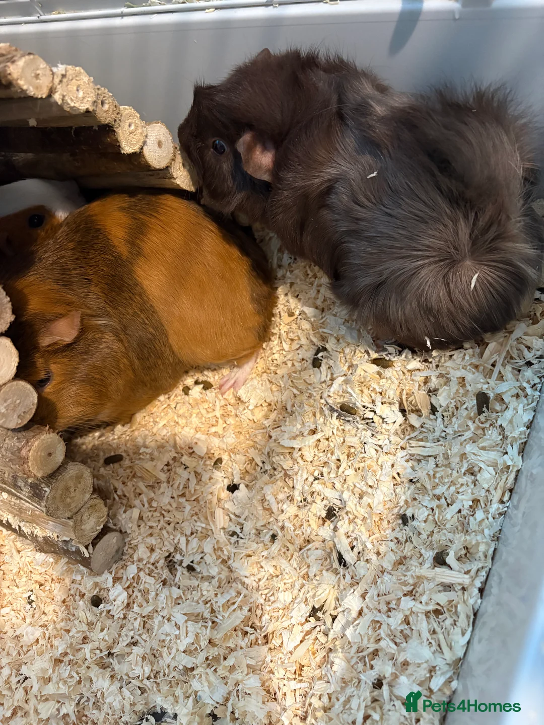Guinea Pig rodents for sale: 4 Female Guinea Pigs - Advert 5