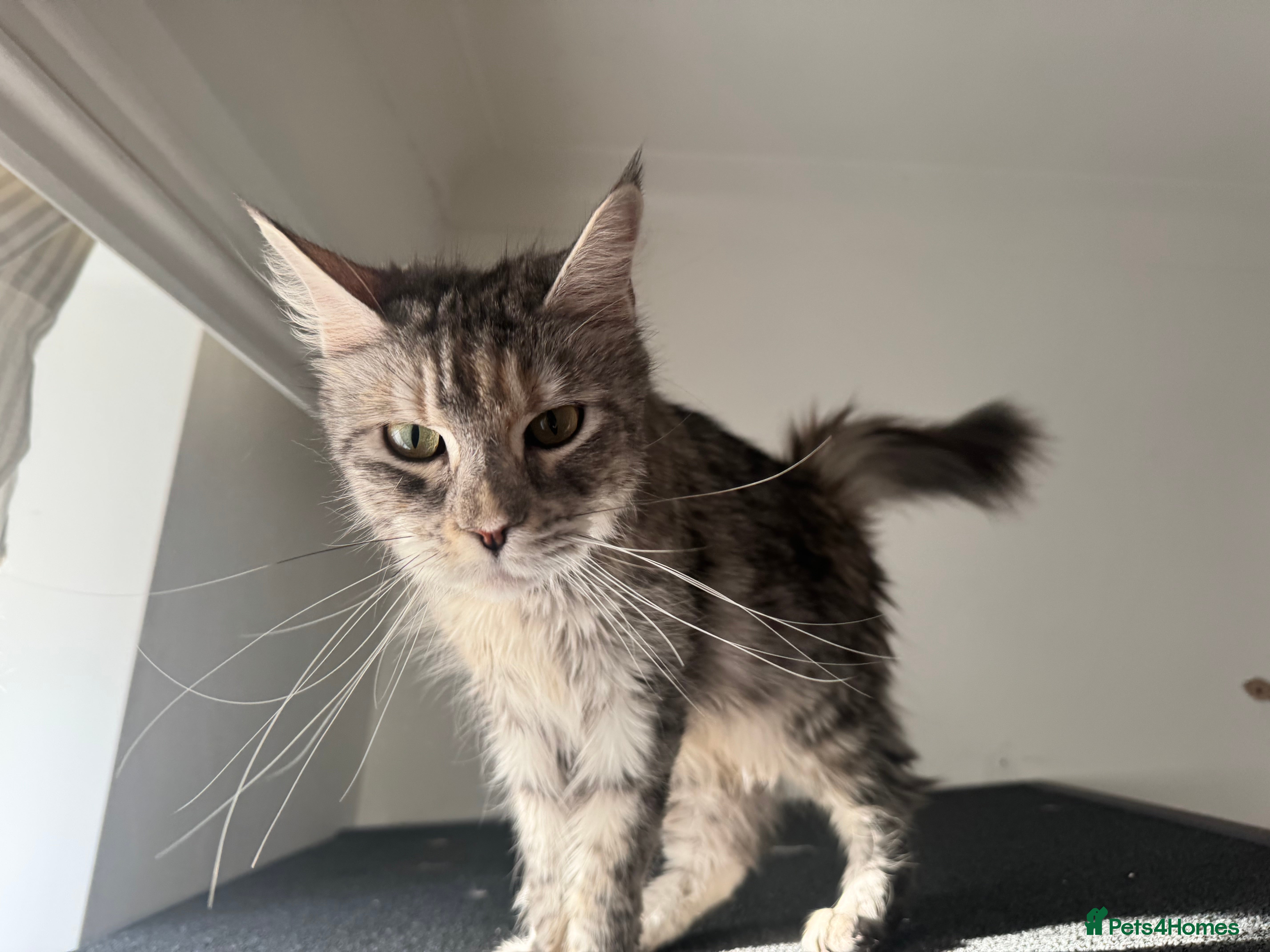 Maine Coon cats TICA active Maine Coon female  - Advert 1