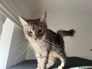 Maine Coon cats TICA active Maine Coon female - Advert 1