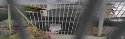 Lovebirds birds for sale: 5 baby lovebirds for sale - Advert 10