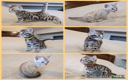 Bengal cats for sale: 🖤🤎 Gorgeous Bengal Kittens 🤎🖤 - Image 1