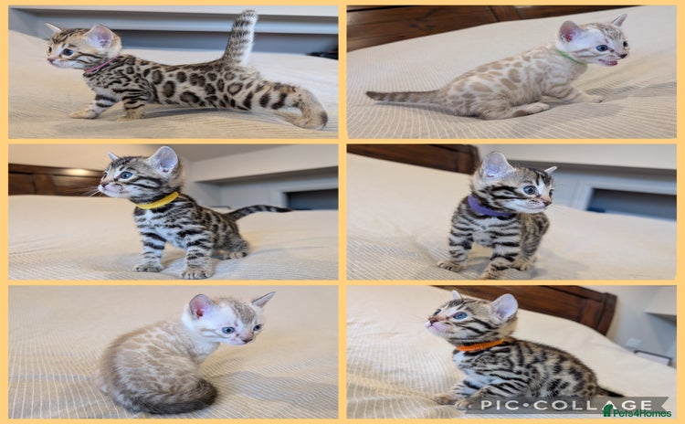 Bengal cats - Advert 1