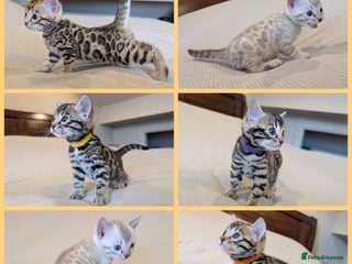 Bengal cats - Advert 3