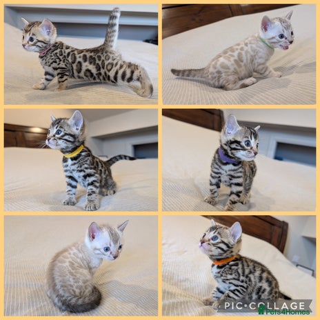 Bengal cats - Advert 4