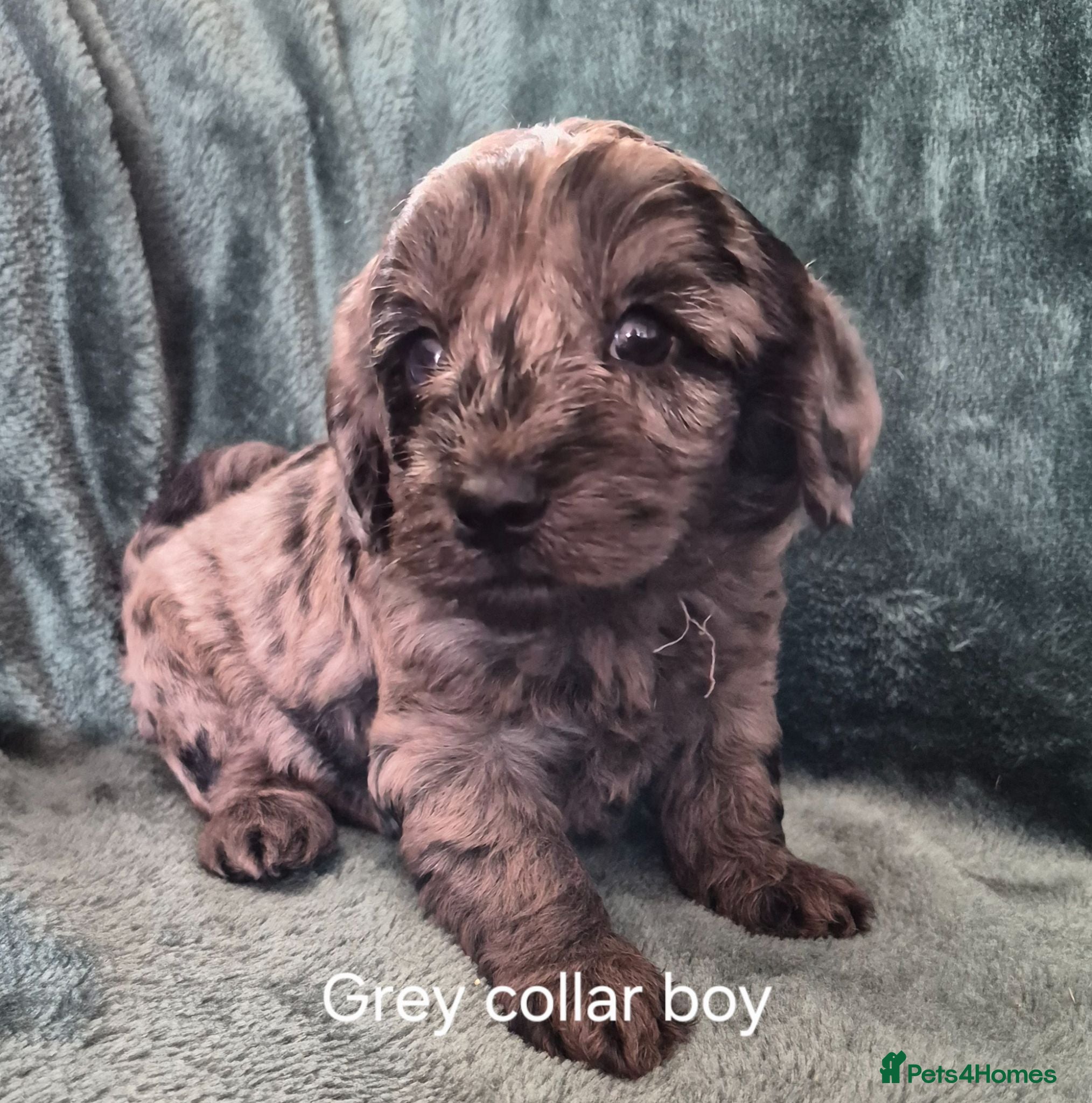 Labradoodle dogs Labradoodle pups F1B - Advert 1