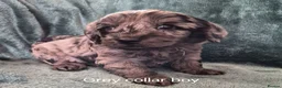 Labradoodle dogs for sale: Labradoodle pups F1B - Advert 1