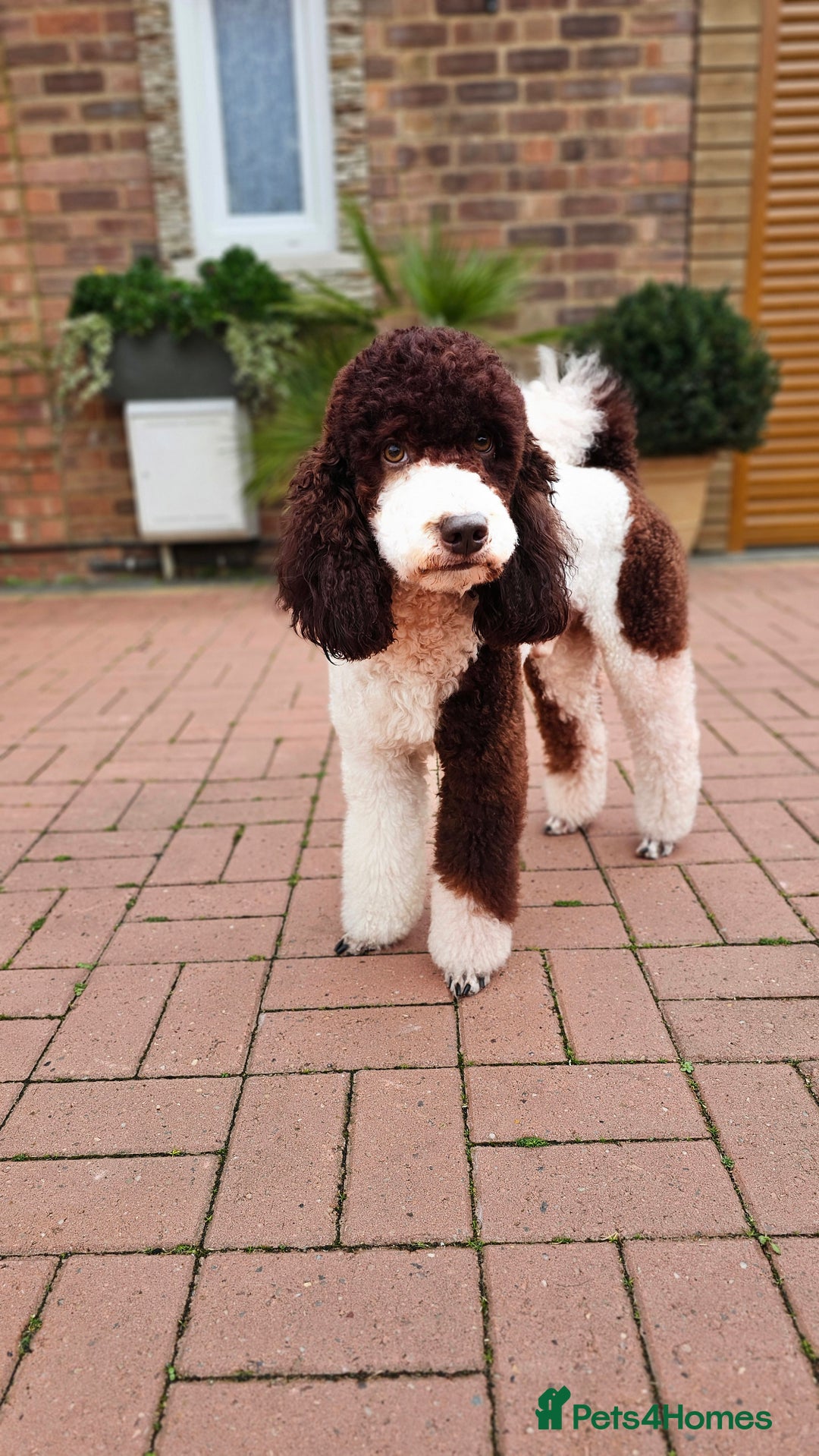 Bernedoodle dogs for stud: STUNNING MOYEN POODLE FULLY HEALTH TESTED  - Advert 9