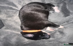 Mixed Breed dogs for sale: 8 beautiful pups for sale - Image 4