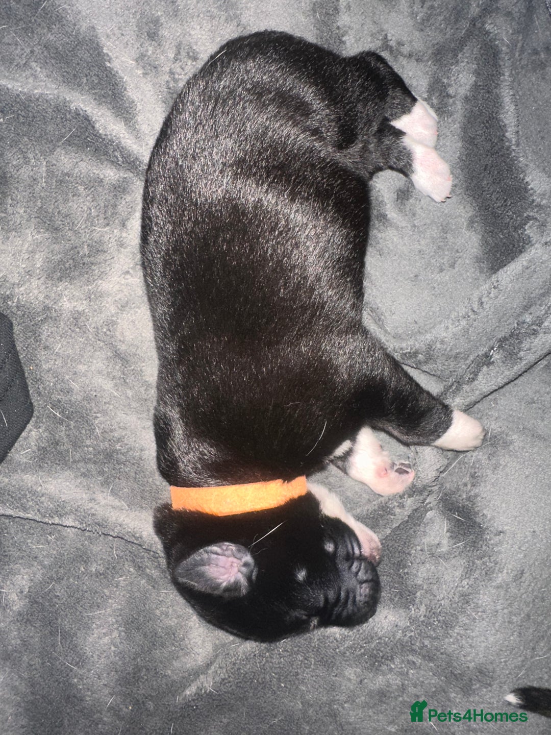 Mixed Breed dogs for sale: 8 beautiful pups for sale - Image 4