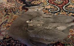 British Shorthair cats for sale: British shorthair  - Image 5